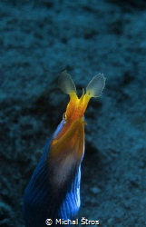 Ribbon Moray Eel by Michal Štros 